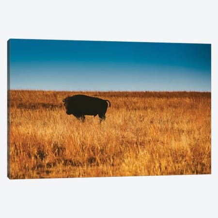 Wild Buffalo Canvas Print #BTY97} by Bethany Young Canvas Art