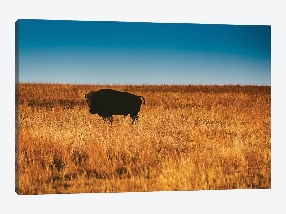 Wild Buffalo by Bethany Young 1-piece Art Print
