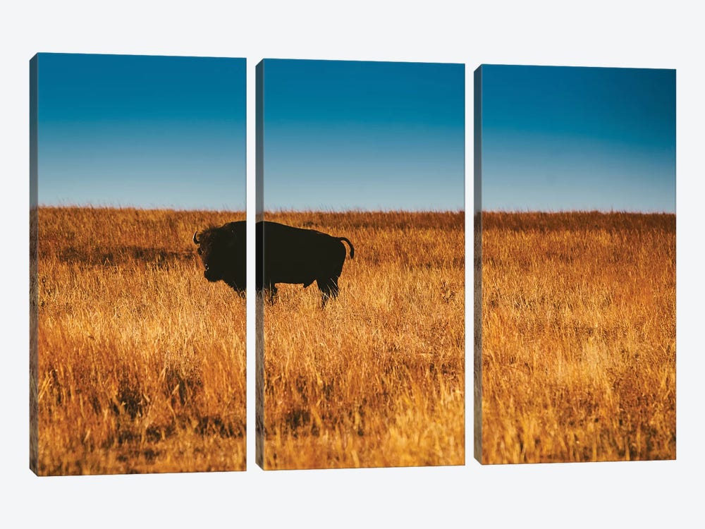 Wild Buffalo by Bethany Young 3-piece Canvas Art Print