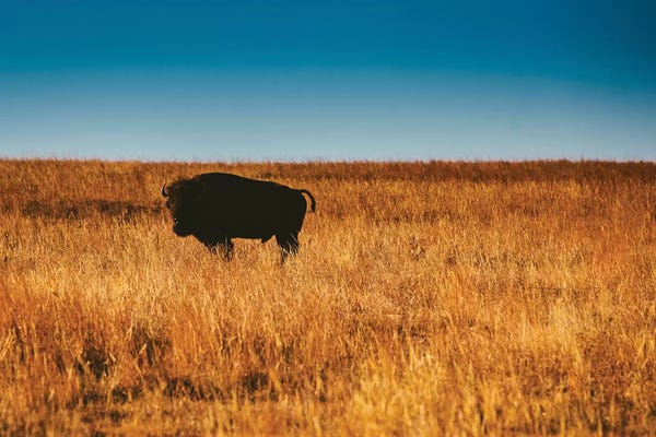 Bison & Buffaloes: Wild Buffalo by Bethany Young
