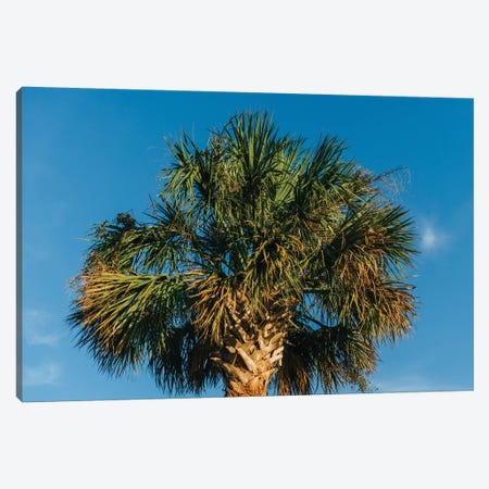 Charleston Palm Tree Canvas Print #BTY981} by Bethany Young Canvas Wall Art