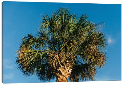 Charleston Palm Tree Canvas Art Print - Charleston