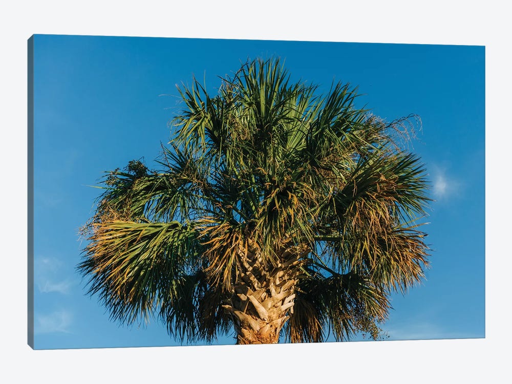 Charleston Palm Tree by Bethany Young 1-piece Art Print
