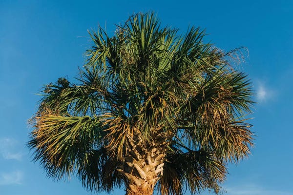 South Carolina: Charleston Palm Tree by Bethany Young