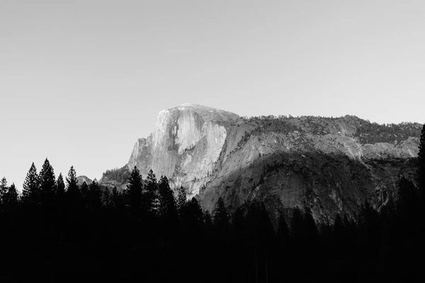 Evergreen Trees: Yosemite National Park VIII by Bethany Young