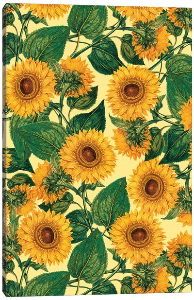 Helianthus Annuus Canvas Art Print - Sunflower Art