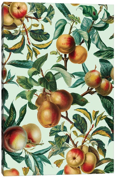 Vintage Fruit Pattern XXVI Canvas Art Print - Pear Art