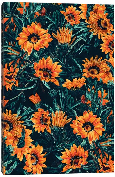 Summer Dreams - Gazania II Canvas Art Print - Floral & Botanical Patterns