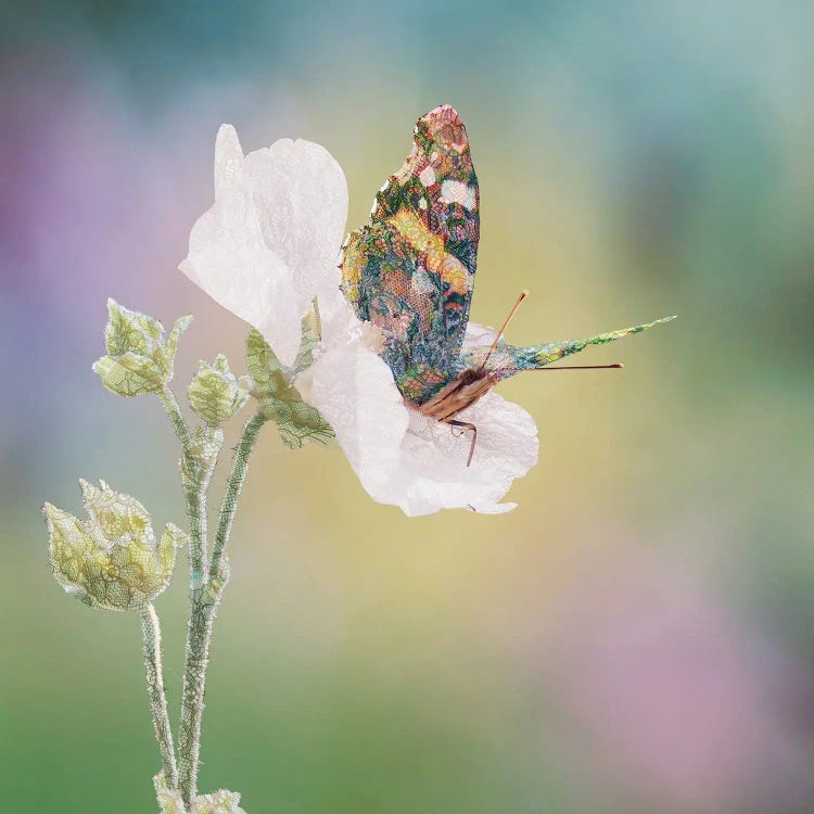 Boho Butterfly by Babette Van den Berg wall art