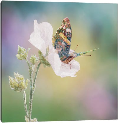 Boho Butterfly Canvas Art Print - Babette Van den Berg