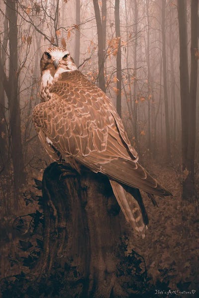 Babette Van den Berg: Falcon by Babette Van den Berg