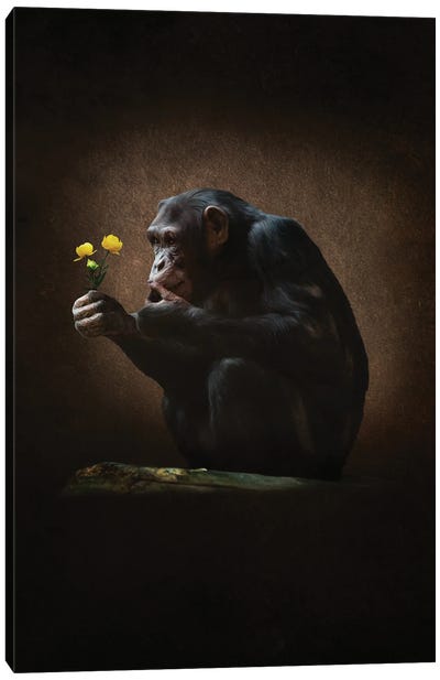 Aap Met Bloem Canvas Art Print - Primate Art