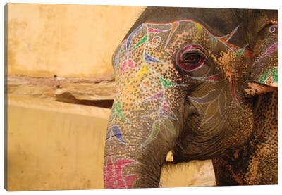 Elephant India Canvas Art Print - Babette Van den Berg