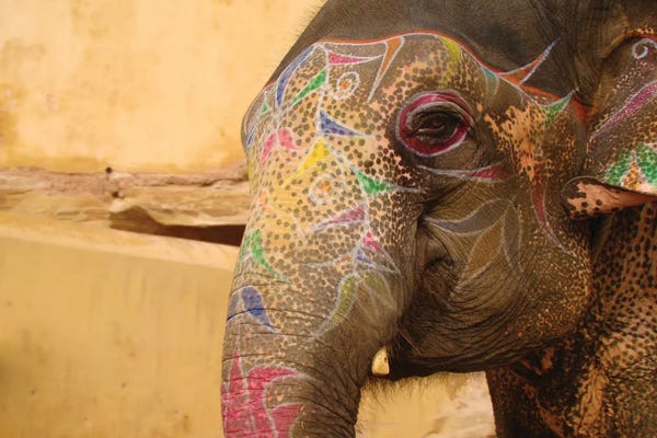 India: Elephant India by Babette Van den Berg