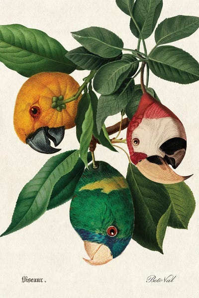 Vintage Animal Illustrations: Parrot Harvest by Beto Val