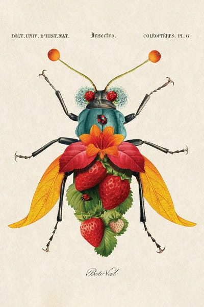 Vintage Animal Illustrations: Strawberry Insect by Beto Val