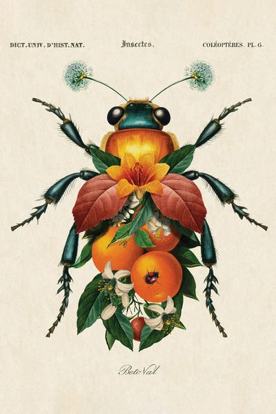 Botanical Illustrations: Orange Insect by Beto Val