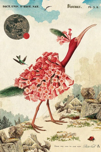 Botanical Illustrations: Flamingo Flower by Beto Val