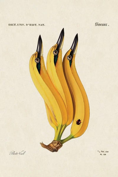 Vintage Animal Illustrations: Banana Bird by Beto Val
