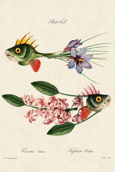 Botanical Illustrations: Fish Flower by Beto Val