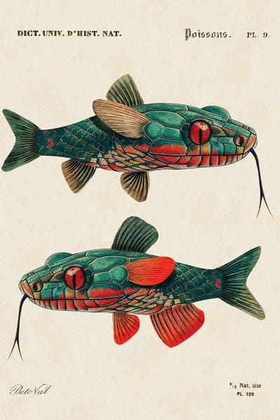Vintage Animal Illustrations: Snake Fish by Beto Val