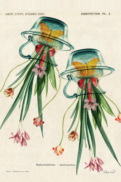 Botanical Illustrations: Jellyflower by Beto Val