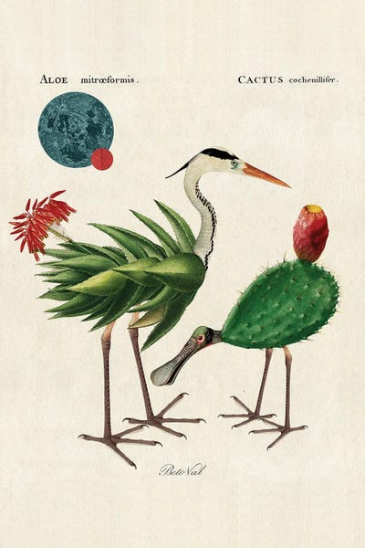 Beto Val: Aloe Birds by Beto Val