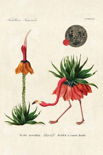 Fine Art Print: Aloe Flamingo by Beto Val