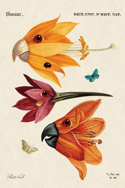 Vintage Animal Illustrations: Flower Birds by Beto Val