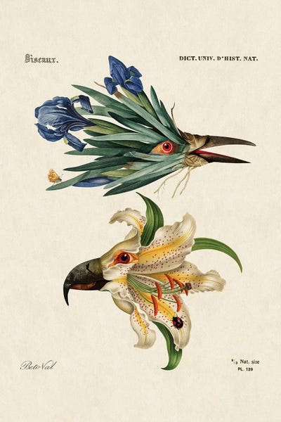Vintage Animal Illustrations: Birds Flower by Beto Val