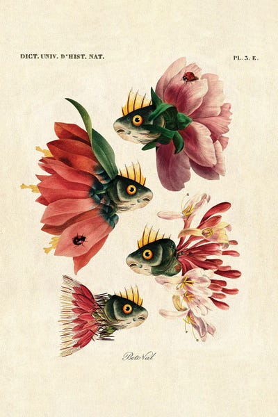 Animal Illustrations: Pink Fishes by Beto Val