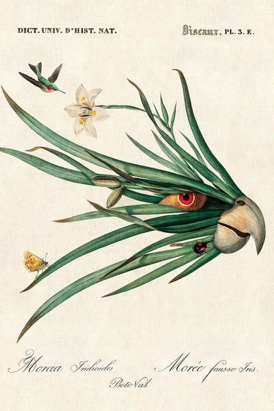 Botanical Illustrations: Leaf Parrot by Beto Val