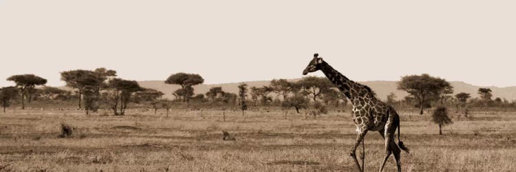 Serengeti Horizons II