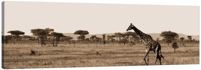 Serengeti Horizons II Canvas Art Print - Sepia Photography