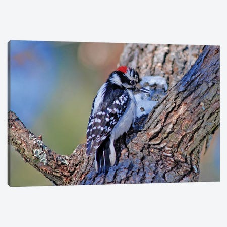 Downy Woodpecker Canvas Print #BWF105} by Brian Wolf Canvas Artwork