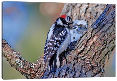 Downy Woodpecker Canvas Art Print - Woodpecker Art