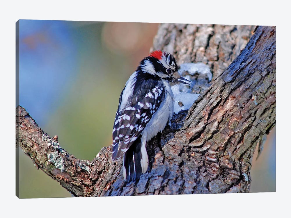 Downy Woodpecker by Brian Wolf 1-piece Canvas Art Print