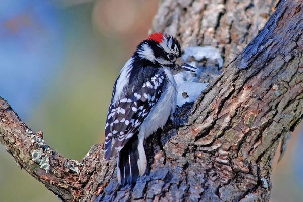 Brian Wolf: Downy Woodpecker by Brian Wolf