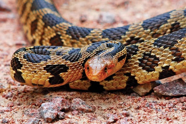 Brian Wolf: Eastern Fox Snake by Brian Wolf