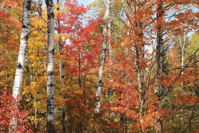 Fall Color Pallette by Brian Wolf framed wall art