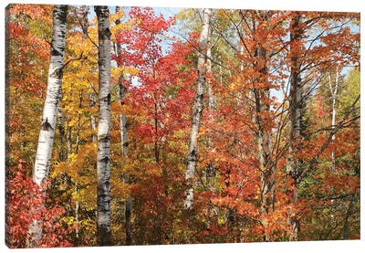 Fall Color Pallette Canvas Art Print - Tree Close-Up Art