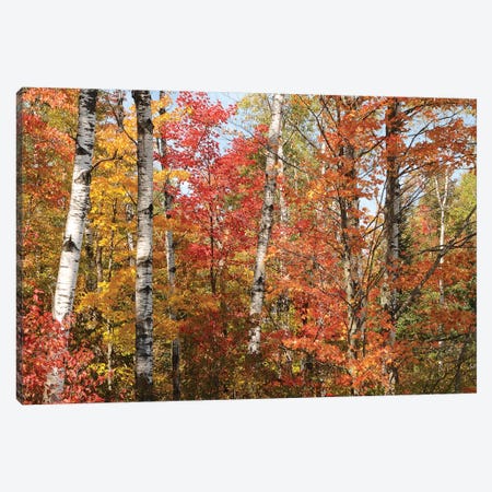 Fall Color Pallette Canvas Print #BWF110} by Brian Wolf Canvas Art