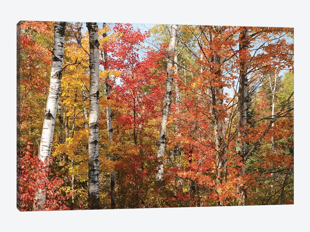Fall Color Pallette by Brian Wolf 1-piece Canvas Art Print