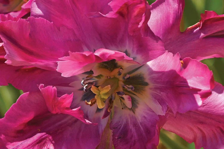 Fancy Tulip by Brian Wolf wall art