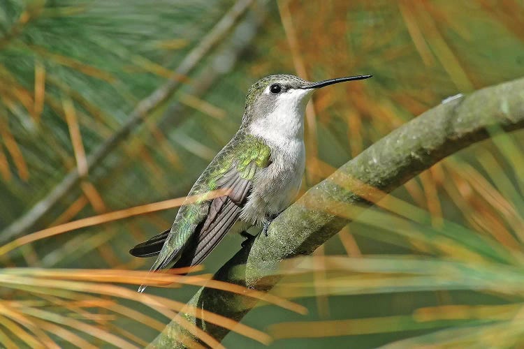 Female Ruby Throated Hummingbird