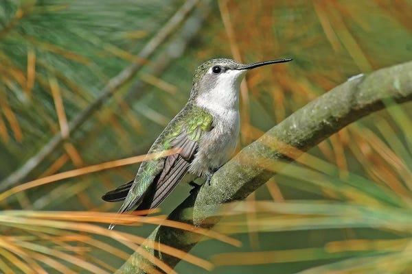 Brian Wolf: Female Ruby Throated Hummingbird by Brian Wolf