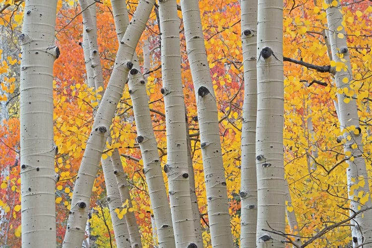 Aspen Boles by Brian Wolf wall art