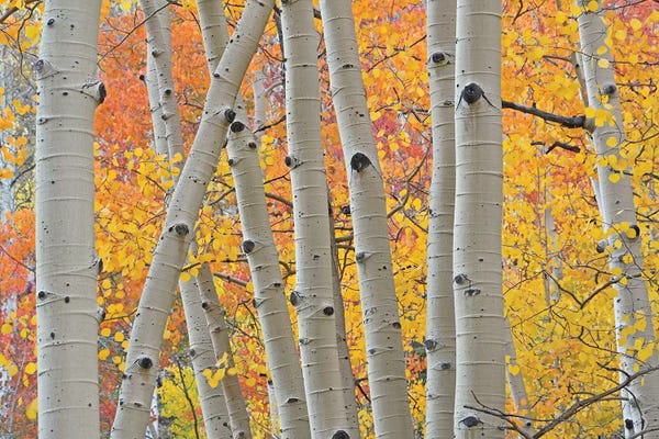 Tree Close-Ups: Aspen Boles by Brian Wolf