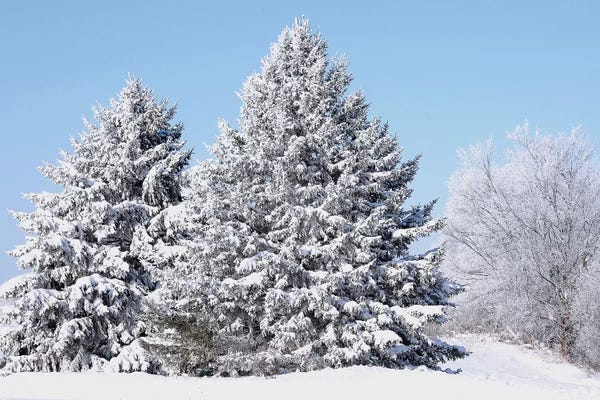 Evergreen Trees: Flocked Trees by Brian Wolf