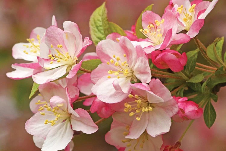 Flowering Crab